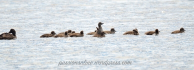 canetons_eiders